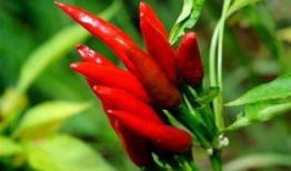 小米椒最新爆料,揭秘小米最新产品线及创新技术